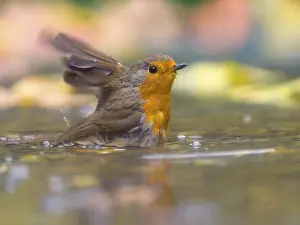 Drucke von Ein Rotkehlchen (Erithacus rubecula) badet in flachem Wasser, Hessen, Deutschland Chats Und Fliegenschnäpper Drucke: Ein Rotkehlchen (Erithacus rubecula) badet in flachem Wasser.