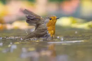 Old World Flycatcher Images Drucke: A robin (Erithacus rubecula) bathing in shallow water