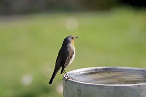 Old World Flycatcher Photography Drucke: Robin (Erithacus rubecula), bird bath
