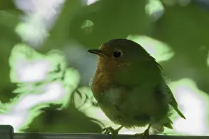 Songbird In Natural Habitat Drucke: Robin (Erithacus rubecula) in the bushes