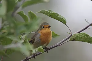 Orange Songbird Drucke: Robin (Erithacus rubecula), close-up