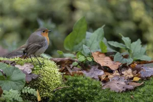 Central Europe Birdlife Drucke: Robin (Erithacus rubecula), Emsland