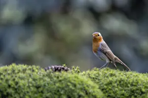 Central Europe Songbirds Drucke: Robin (Erithacus rubecula), Emsland