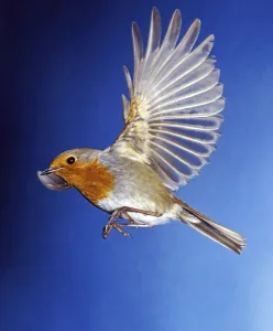 Drucke von Ein kleiner, aber mutiger Vogel in voller Fliegerpose: Der Robin schwebt durch die Luft mit seiner charakteristischen rotbraunen Färbung Robins Drucke: Ein Rotkehlchen (Erithacus rubecula) in der Flugphase.