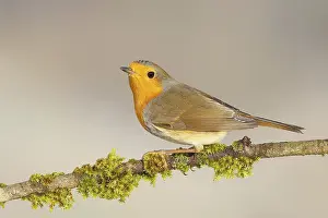 European Robins In Wild Drucke: Robin (Erithacus rubecula), foraging