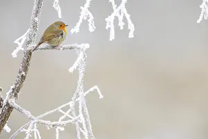 European Robin Germany Drucke: Robin (Erithacus rubecula) Germany
