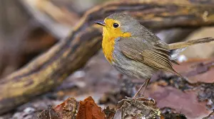 Bilder Datiert 8. Februar 2024: Robin, Erithacus rubecula, Mittelmeerwald.