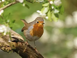 Wildlife Germany Drucke: A robin (Erithacus rubecula) perched on a root
