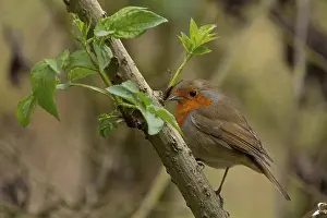 European Wild Animal Drucke: Robin (Erithacus rubecula) Riverside area