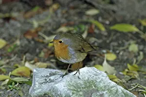 Passerine Species Drucke: Robin, Erithacus rubecula, Robin