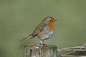 Old World Flycatcher Photos Drucke: Robin, Erithacus rubecula, Robin