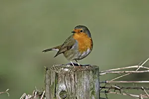 Animals In Natural Habitat Drucke: Robin, Erithacus rubecula, Robin