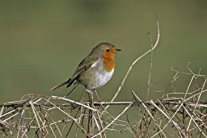 Passerine Bird Drucke: Robin, Erithacus rubecula, Robin