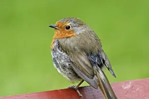 Drucke von Robin, Erithacus rubecula, Vogel der Erde (Ground Warbler) Robins Drucke: Robin, Erithacus rubecula, Vogel der Erde (Ground Warbler)