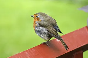 Drucke von Ein kleiner König, der sich in seinem Garten zu Hause fühlt. Ein Erithacus rubecula, ein wunderschöner Vogel mit einem besonderen Charme Robins Drucke: Der Europäische Rotkehlchen