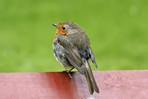 Wildlife Animals Drucke: Robin, Erithacus rubecula, Robin (Ground Warbler)