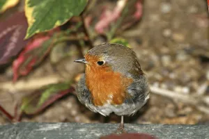 Passerine Bird Drucke: Robin, Erithacus rubecula, Robin (Ground Warbler)