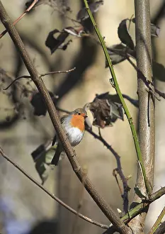 Songbird Europe Drucke: Robin (Erithacus rubecula) sitting on a branch