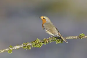 European Robin Perched Drucke: Robin (Erithacus rubecula) sitting on a branch