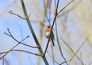 Passerine Bird Photos Drucke: Robin (Erithacus rubecula) sitting on a branch