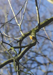 Passerine Species Drucke: Robin (Erithacus rubecula) sitting on a branch