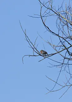 Central Europe Animals Drucke: Robin (Erithacus rubecula) sitting on a branch