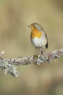 Central Europe Animal Habitat Drucke: Robin (Erithacus rubecula) sitting on a branch