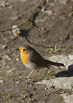 Passerine Species Drucke: Robin (Erithacus rubecula) sitting on the ground