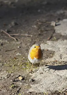 European Robins Sitting Drucke: Robin (Erithacus rubecula) sitting on the ground