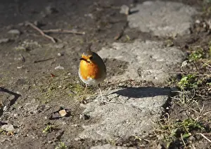 Central Europe Animals Drucke: Robin (Erithacus rubecula) sitting on the ground