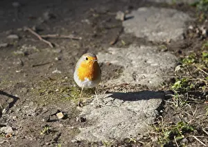 North Rhine Westphalia Fauna Drucke: Robin (Erithacus rubecula) sitting on the ground