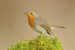 Central Europe Birdlife Drucke: Robin (Erithacus rubecula), sitting on moss