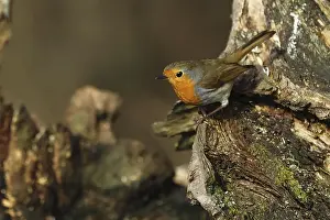 No People Wildlife Scene Drucke: Robin, Erithacus rubecula, sitting on a root