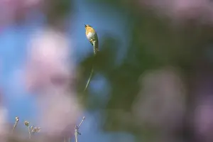 Old World Flycatcher Habitat Drucke: Robin (Erithacus rubecula) sitting in a tree