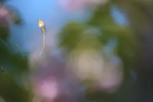 Songbird Perched On Branch Drucke: Robin (Erithacus rubecula) sitting in a tree
