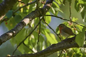 Bird In Tree Drucke: Robin (Erithacus rubecula) sitting in a tree