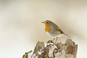 Winter Bird Images Drucke: Robin (Erithacus rubecula) standing on tree stump