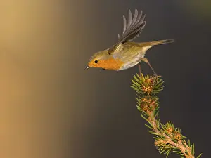Passerine Birds Germany Drucke: Robin (Erithacus rubecula), taking off from a spruce top