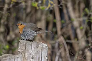 Central Europe Birds Drucke: Robin (Erithacus rubecula) on a tree stump