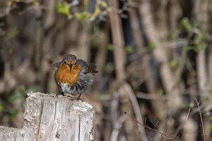European Robin Bavaria Drucke: Robin (Erithacus rubecula) on a tree stump