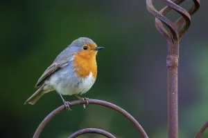 Northern German Wildlife Drucke: Robin (Erithacus rubecula), Vechta