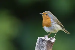 Passerine Birds In Nature Drucke: Robin (Erithacus rubecula), Vechta