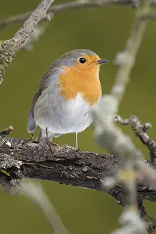 Der Robin im Garten.