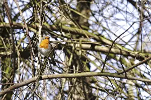 European Robin Germany Drucke: Robin in a tree, spring, Germany