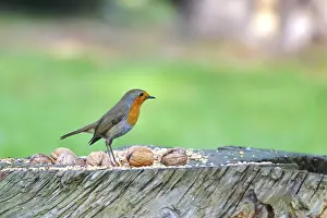 European Robin Germany Drucke: Robin, winter, Germany