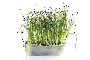 Spice Plant Drucke: Rock chives