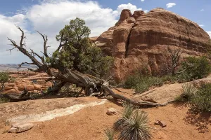 Rock Formations USA Drucke: Rock formations at Devil's Garden Trailhead