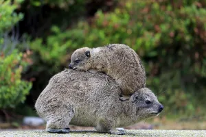 Steinhyrax (Procavia capensis)