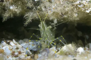 Black Sea Wildlife Drucke: Rockpool Prawn (Palaemon elegans)