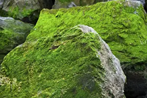 European Rock Formations Drucke: Rocks covered in algae, Corniche Basque